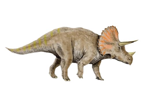 Triceratops