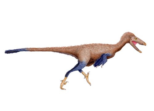 Troodon