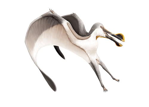 Tropeognathus