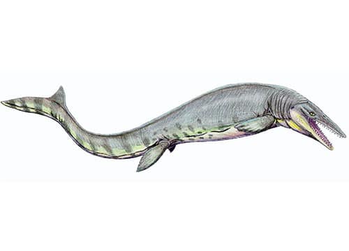 Tylosaurus